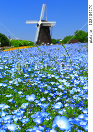 【大阪府】花博記念公園鶴見緑地の風車の丘（ネモフィラ） 102304270
