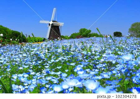 【大阪府】花博記念公園鶴見緑地の風車の丘(ネモフィラ) 【大阪府】花博記念公園鶴見緑地の風車の丘(ネモフィラ) 102304278