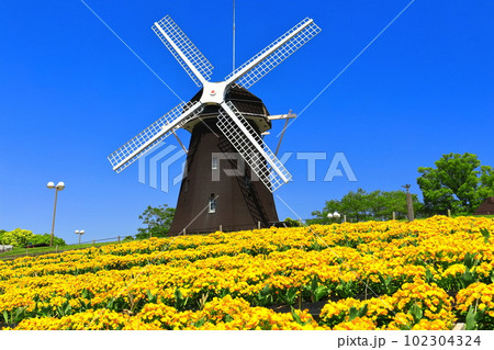 【大阪府】花博記念公園鶴見緑地の風車の丘（ビオラ） 102304324