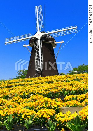 【大阪府】花博記念公園鶴見緑地の風車の丘（ビオラ） 102304325