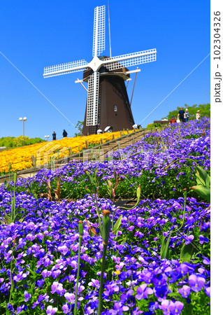 【大阪府】花博記念公園鶴見緑地の風車の丘（ビオラ） 102304326