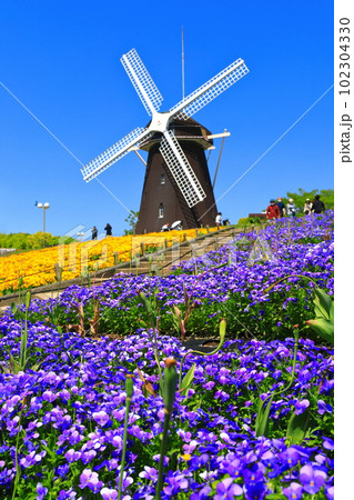 【大阪府】花博記念公園鶴見緑地の風車の丘(ビオラ) 【大阪府】花博記念公園鶴見緑地の風車の丘(ビオラ) 102304330