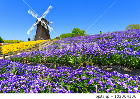 【大阪府】花博記念公園鶴見緑地の風車の丘（ビオラ） 102304336