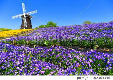 【大阪府】花博記念公園鶴見緑地の風車の丘（ビオラ） 102304346