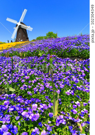 【大阪府】花博記念公園鶴見緑地の風車の丘（ビオラ） 102304349