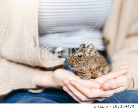 Young girl playing with small animal degu squirrel. 102304474