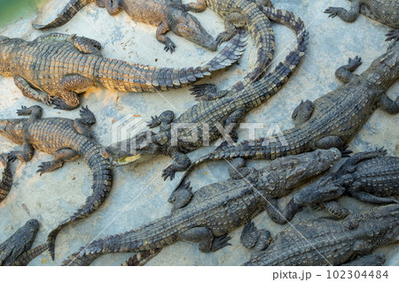 A colony of crocodiles in the zoo in Sriayuthaya Lion Park , focus selective A colony of crocodiles in the zoo in Sriayuthaya Lion Park , focus selective 102304484