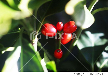 日だまりの中で、赤く色づく青木の実 102304712