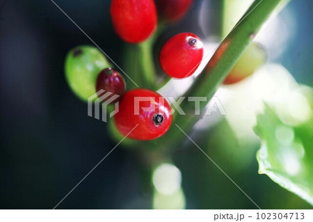 日だまりの中で、赤く色づく青木の実 102304713