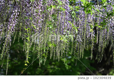 さわやかな季節に、散策しながら美しく咲いている藤の花を観賞 102304839