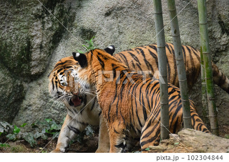 子を叱るアムールトラの母 102304844