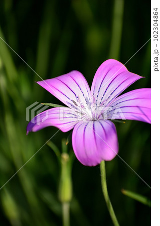 麦仙翁　ムギセンノウの花 102304864