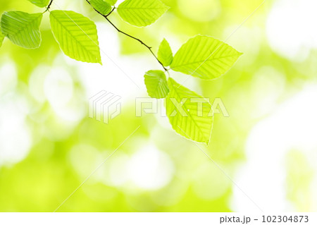 新緑のブナの葉 102304873