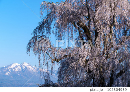 しだれ桜と妙高山 102304939