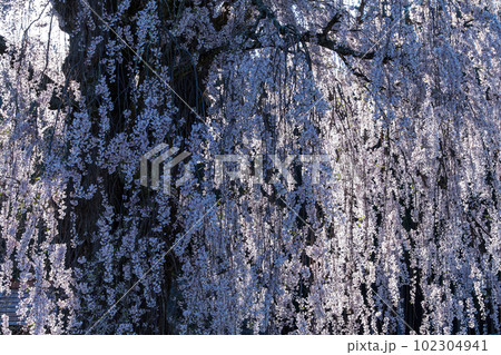 輝く一本桜 102304941