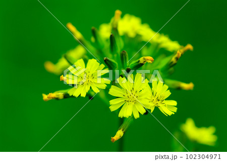 鬼田平子(おにたびらこ) 102304971