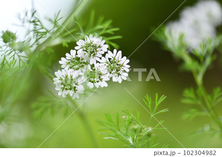 パクチー(コリアンダー)の花 パクチー(コリアンダー)の花 102304982