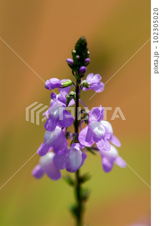 松葉海蘭 102305020