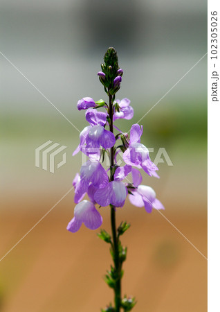 松葉海蘭 松葉海蘭 102305026