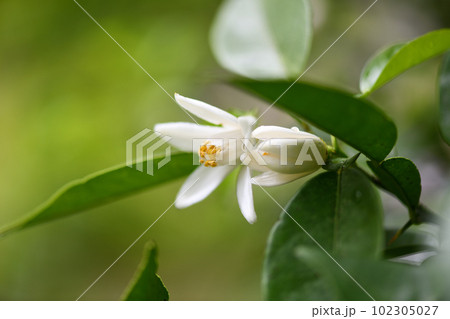 ユズ（柚子）の花 102305027