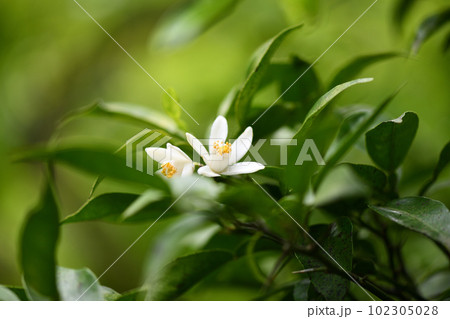 ユズ（柚子）の花 102305028