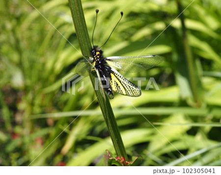 ツノトンボの羽化最終段階　羽が開き始めたツノトンボの羽化 102305041