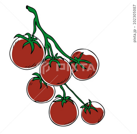 Lineart style red cherry tomatoes on green branch isolated on white background Lineart style red cherry tomatoes on green branch isolated on white background 102305087