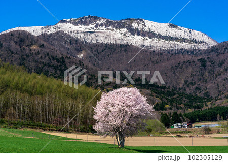 北海道富良野 上御料の一本桜 北海道富良野 上御料の一本桜 102305129
