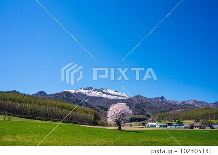 北海道富良野 上御料の一本桜 北海道富良野 上御料の一本桜 102305131