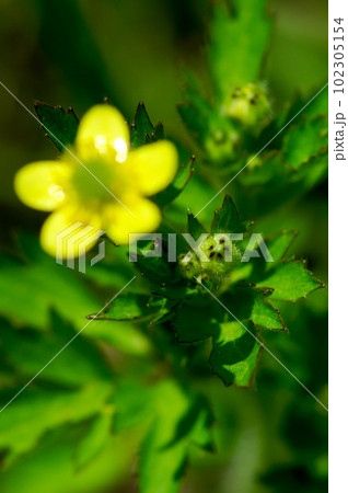 信濃川・やすらぎ堤の馬の脚形 (うまのあしがた)の蕾 信濃川・やすらぎ堤の馬の脚形 (うまのあしがた)の蕾 102305154