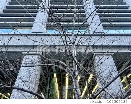 ビル(都会)と桜の若木/The building in Tokyo 102305185