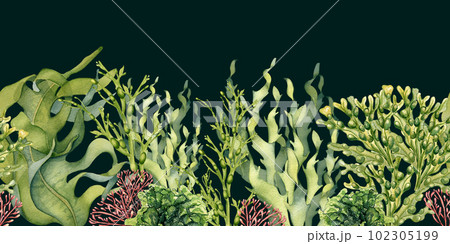 Seamless board of green sea plants watercolor illustration isolated on black. Laminaria, sea salad, ulva, dulse hand drawn. Design element for package, label, advertising, wrapping, marine collection 102305199