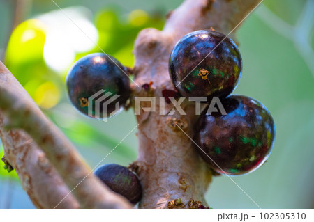 熱帯フルーツ ジャボチカバ 熱帯フルーツ ジャボチカバ 102305310