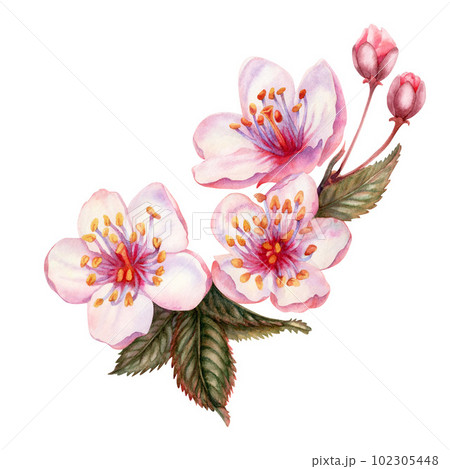 Watercolor spring sakura flowers, japanese... - Stock Illustration