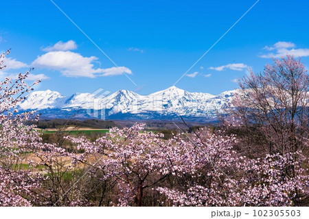 北海道 深山峠さくら園 102305503