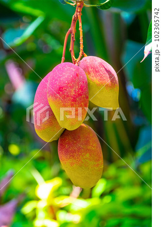 熱帯フルーツ マンゴー 102305742