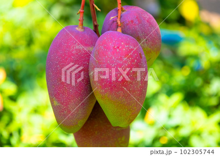 熱帯フルーツ マンゴー 102305744