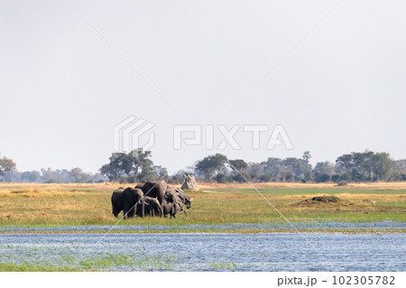 African Elephants grazing in the Okavango Delta African Elephants grazing in the Okavango Delta 102305782