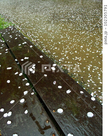 桜の花びら散る雨の公園のベンチ 102305791
