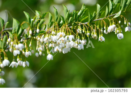エゴノキの白い花 102305793