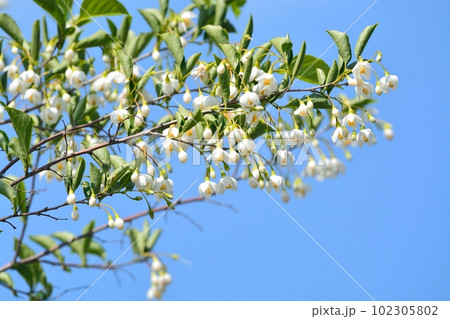 青空に咲くエゴノキの白い花 102305802