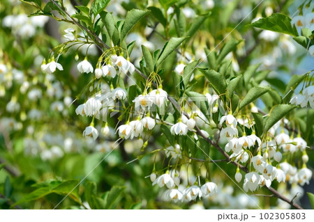 エゴノキの白い花 102305803