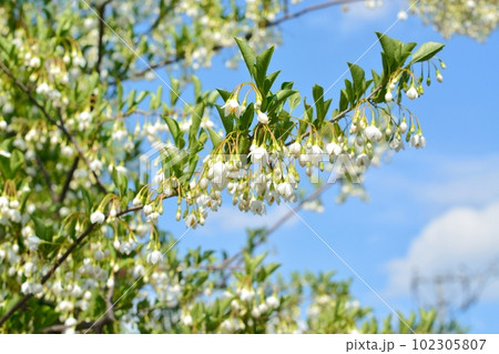 青空に咲くエゴノキの白い花 102305807