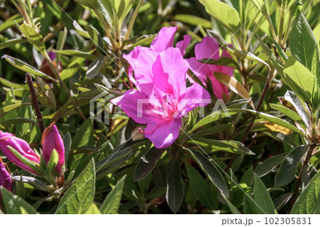 桃色のツツジ【ツツジ科】 102305831