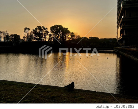 晴れた日の夕焼け:皇居お堀端の風景(鳩)/One of Tokyo's landscapes 晴れた日の夕焼け:皇居お堀端の風景(鳩)/One of Tokyo's landscapes 102305882