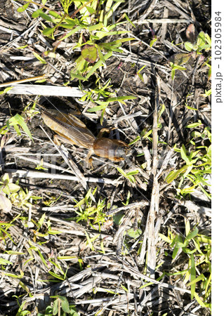 ケラ ケラ 102305984