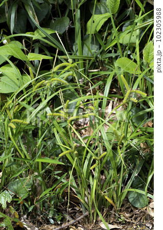 カサスゲ 102305988