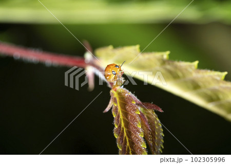 キイロナガツツハムシ 102305996