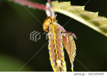 キイロナガツツハムシ 102305997
