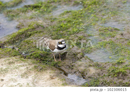 コチドリ 102306015